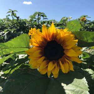 Meet your Posher, Jess